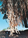 Hanging Life